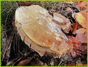 Klikni pro velký obrázek