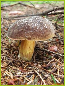 Klikni pro velký obrázek