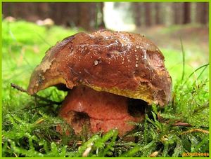 Klikni pro velký obrázek