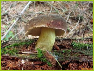 Klikni pro velký obrázek