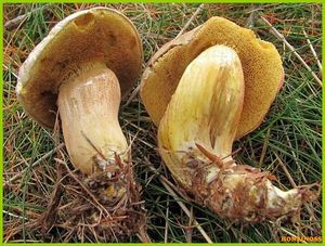 Klikni pro velký obrázek