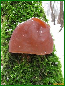Boltcovitka ucho Jidášovo - Auricularia auricula-judae (Bull.) Quél. 1886