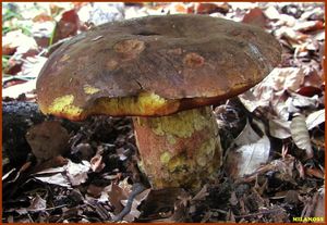 Klikni pro velký obrázek