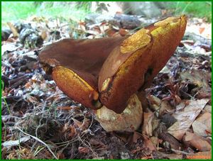 Klikni pro velký obrázek