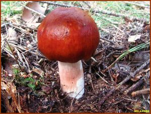 Klikni pro velký obrázek