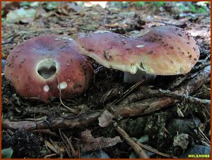 Holubinka mandlová - Russula vesca