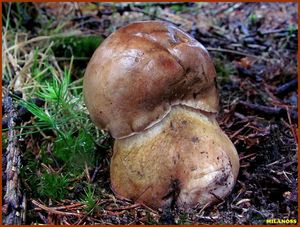 Hřib žlučník - Tylopilus felleus  (Bull.) P. Karst. 1881