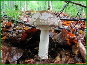 Klikni pro velký obrázek