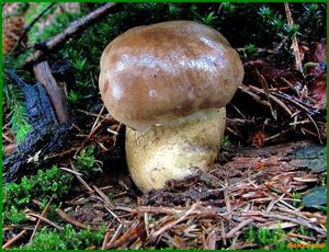 Klikni pro velký obrázek