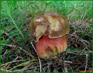 Klikni pro velký obrázek