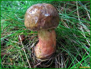 Klikni pro velký obrázek