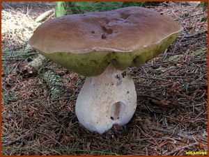 Klikni pro velký obrázek