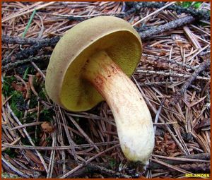 Klikni pro velký obrázek