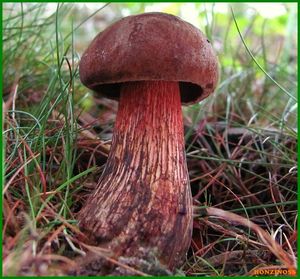 Klikni pro velký obrázek