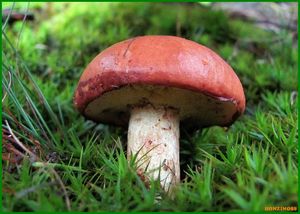 Klouzek zrnitý - Suillus granulatus (L.:Fr.) Roussel