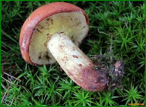 Klouzek zrnitý - Suillus granulatus (L.:Fr.) Roussel