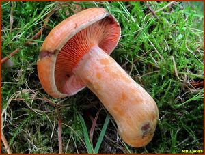 Ryzec smrkový - Lactarius deterrimus Gröger 1968