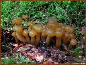 Patyčka rosolovitá - Leotia lubrica (Scop.) Pers.