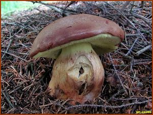 Klikni pro velký obrázek