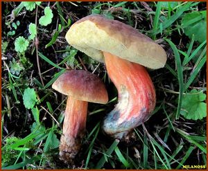 Hřib parkový - Hortiboletus bubalinus (Oolbekk. & Duin) L. Albert & Dima 2015