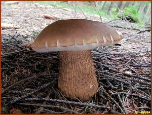 Hřib žlučník - Tylopilus felleus  (Bull.) P. Karst. 1881
