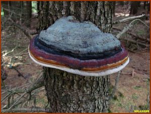 Troudnatec pásovaný - Fomitopsis pinicola (Sw.) P. Karst. 1881
