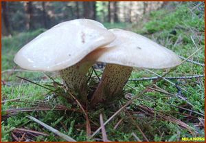 Klouzek bílý - Suillus placidus (Bonord.) Singer 1945