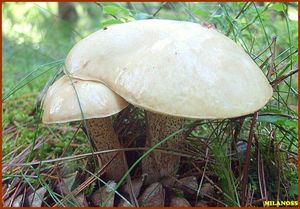 Klouzek bílý - Suillus placidus (Bonord.) Singer 1945