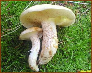 Klouzek bílý - Suillus placidus (Bonord.) Singer 1945