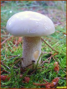 Klouzek bílý - Suillus placidus (Bonord.) Singer 1945