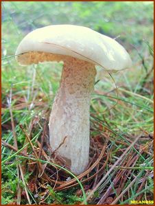 Klouzek bílý - Suillus placidus (Bonord.) Singer 1945