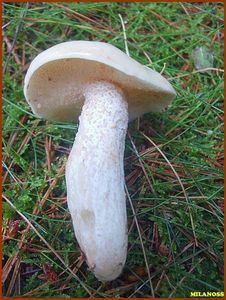 Klouzek bílý - Suillus placidus (Bonord.) Singer 1945