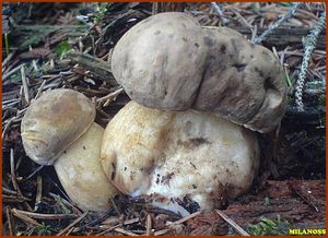 Hřib žlučník - Tylopilus felleus  (Bull.) P. Karst. 1881