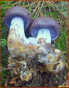 Čirůvka fialová - Lepista nuda (Bull.) Cooke 1871