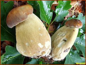 Hřib dubový - Boletus reticulatus Schaeff. 1774