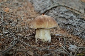 Klikni pro velký obrázek