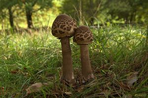 Bedla vysoká - Macrolepiota procera (Scop.) Singer 1948