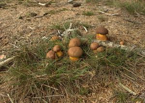 Klikni pro velký obrázek