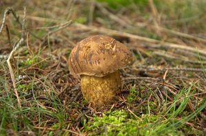 Klikni pro velký obrázek