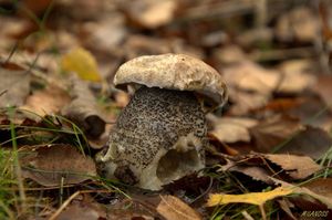 Klikni pro velký obrázek