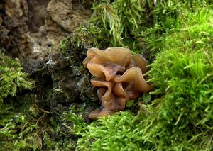 Klikni pro velký obrázek