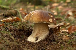 Klikni pro velký obrázek