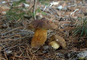 Klikni pro velký obrázek