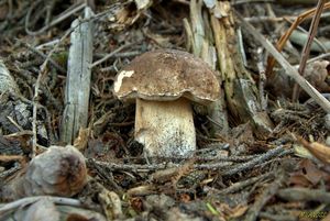 Klikni pro velký obrázek