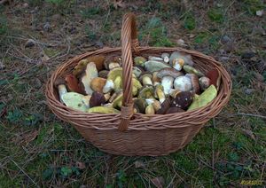 Klikni pro velký obrázek