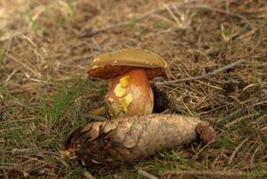 Klikni pro velký obrázek