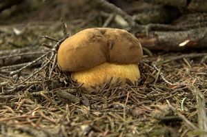 Klikni pro velký obrázek