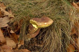 Klikni pro velký obrázek