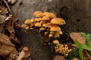 Klikni pro velký obrázek