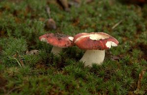 Klikni pro velký obrázek